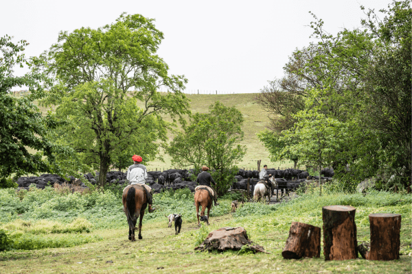 Tourism Marketing for Farms Starts With Your Website